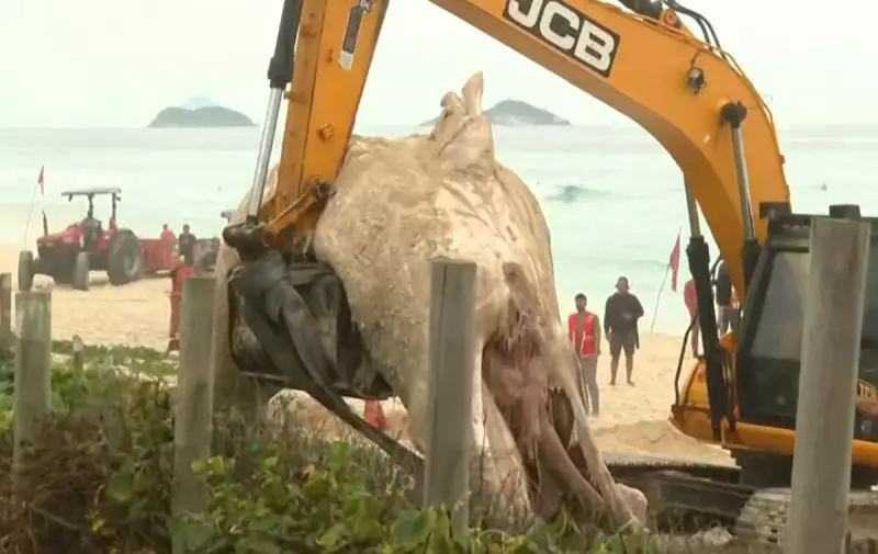 Baleia morta é encontrada encalhada na Praia da Barra, no Rio de Janeiro