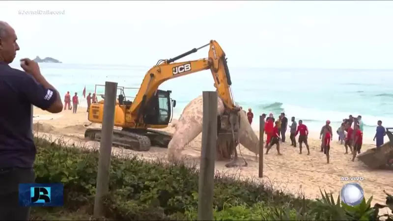 Baleia morta é encontrada na Praia da Barra da Tijuca, no Rio de Janeiro