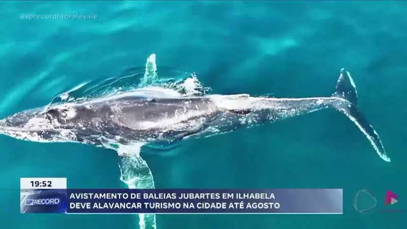 Baleias Jubarte em Ilhabela: Turismo Aquecido com Avistamentos Impressionantes