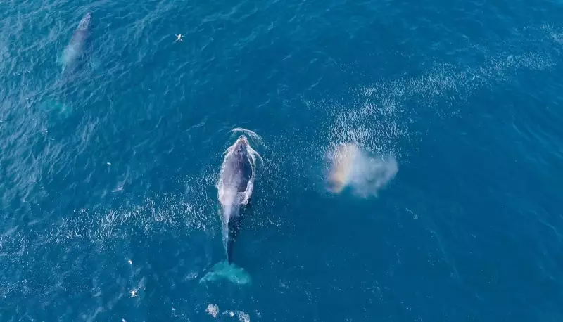 Baleias jubarte encantam em Arraial do Cabo: espetáculo natural na temporada de avistamento