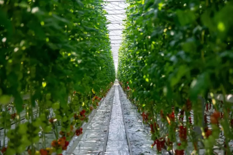 BASF destaca inovações genéticas e manejo integrado na Hortitec 2025