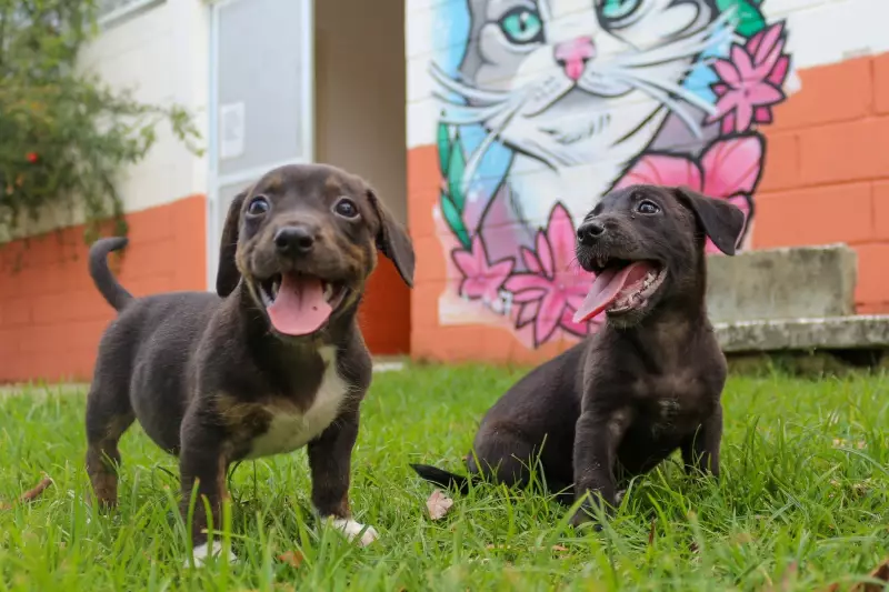 Bazar Beneficente em Taubaté: Ajude Animais Carentes e Leve Para Casa Peças Únicas!