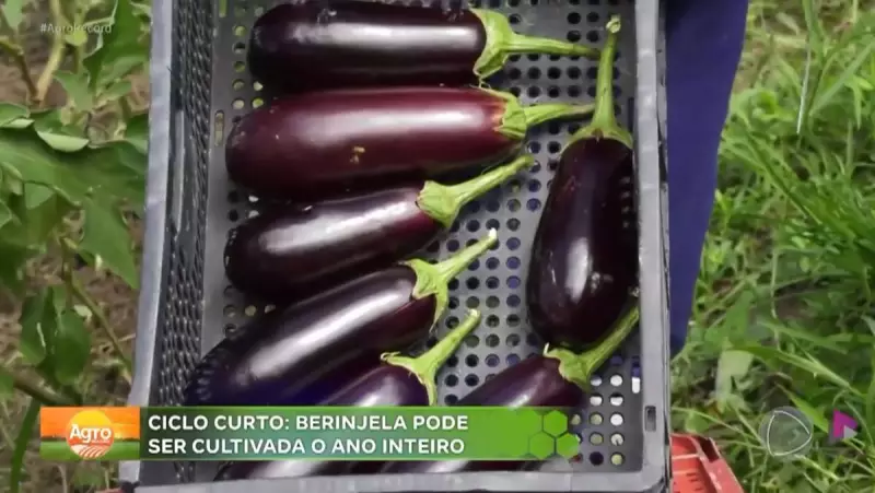 Berinjela: O Superalimento Sustentável que Conquista o Interior de São Paulo
