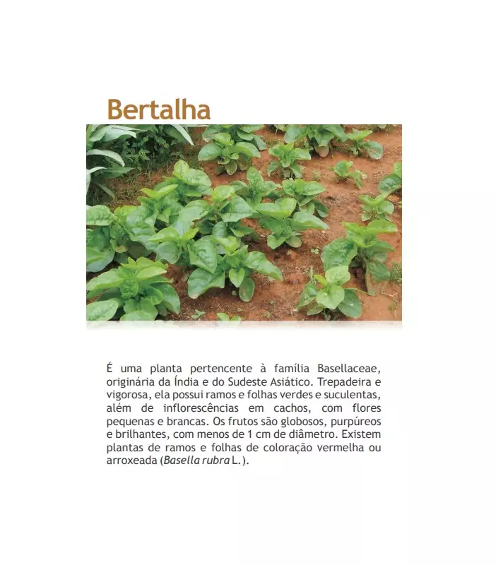 Bertalha: Descubra Como Cultivar Essa Hortalíça Poderosa e Aprenda uma Receita Deliciosa