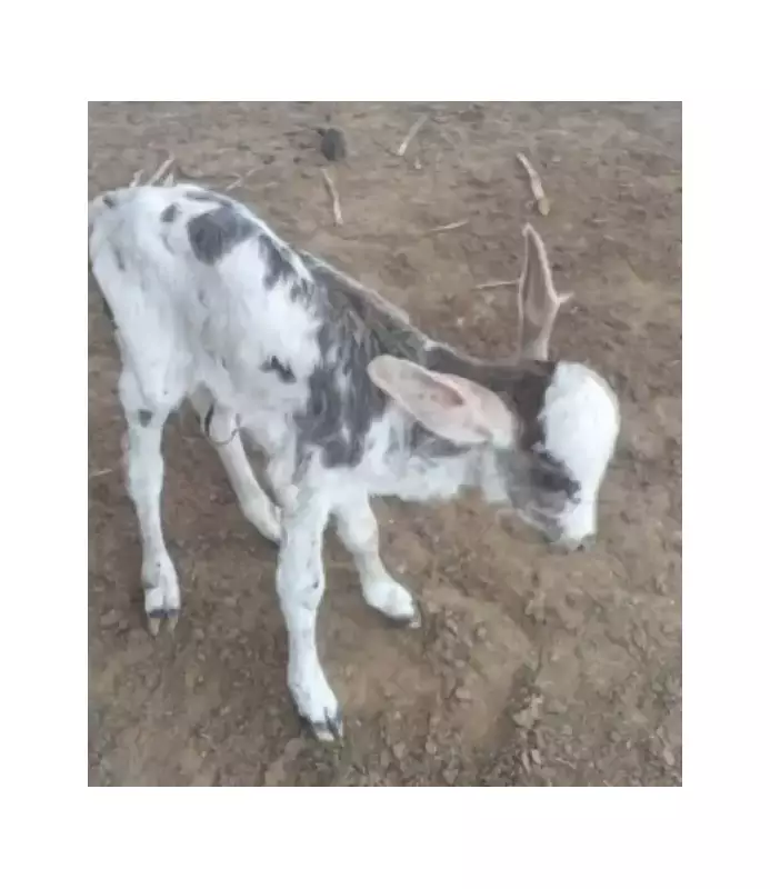 Bezerro ou jumento? Animal recém-nascido chama atenção por orelhas enormes e viraliza nas redes
