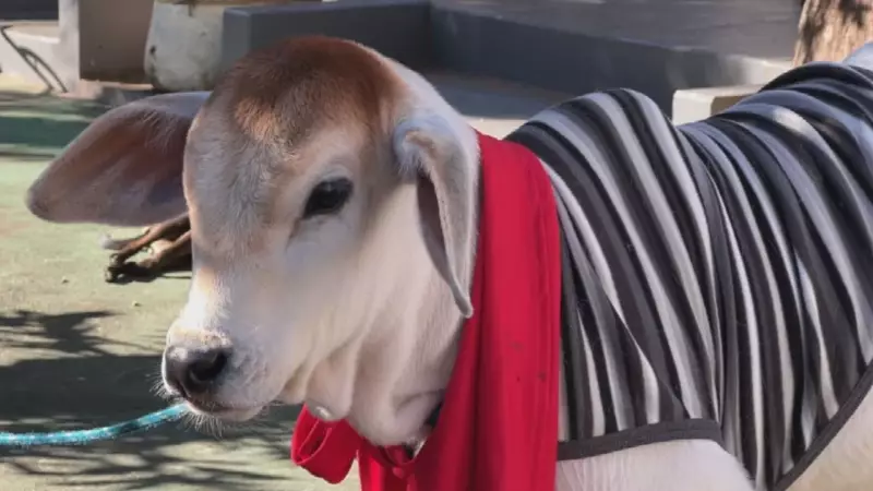 Bezerro vira animal de estimação e até dorme dentro de casa no interior de SP