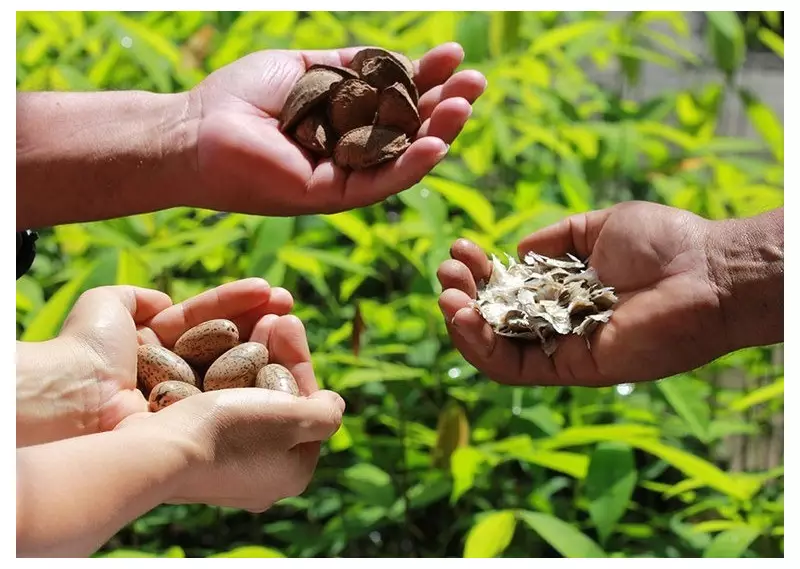 Bioeconomia na Amazônia: Edital de R$ 4 milhões abre inscrições para projetos sustentáveis