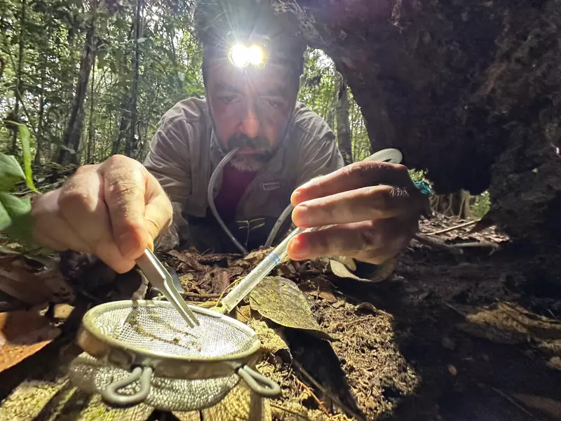 Biologistas descobrem uma Amazônia repleta de insetos ainda desconhecidos pela ciência