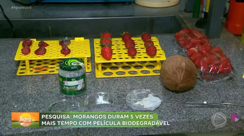 Bioplástico de óleo de coco revoluciona conservação de morangos no interior de SP