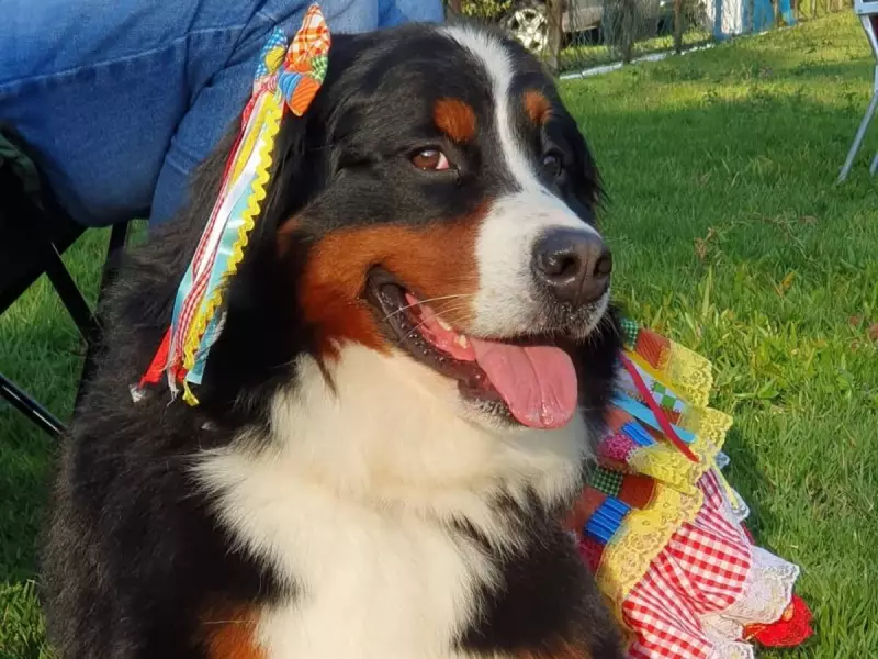 Blumenau se prepara para a Aurora de Goldens: evento reúne cães da raça neste fim de semana