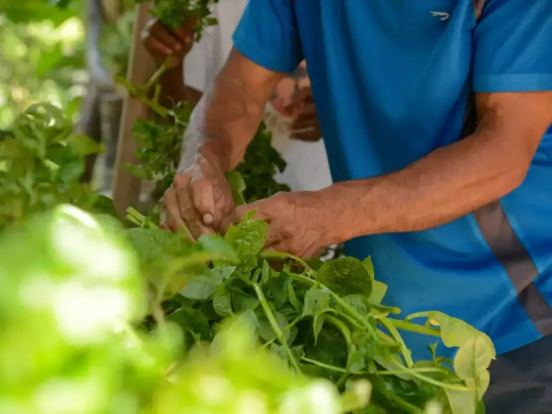BNDES destina R$ 299 milhões para agricultura familiar na Bahia: veja os impactos