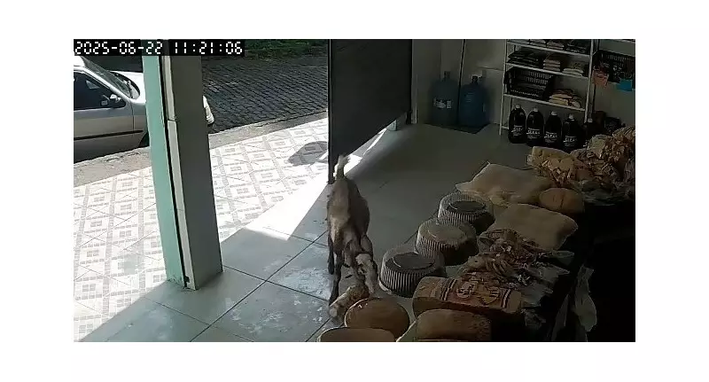 Bode invade padaria em Petrópolis e causa confusão ao fugir com torradas