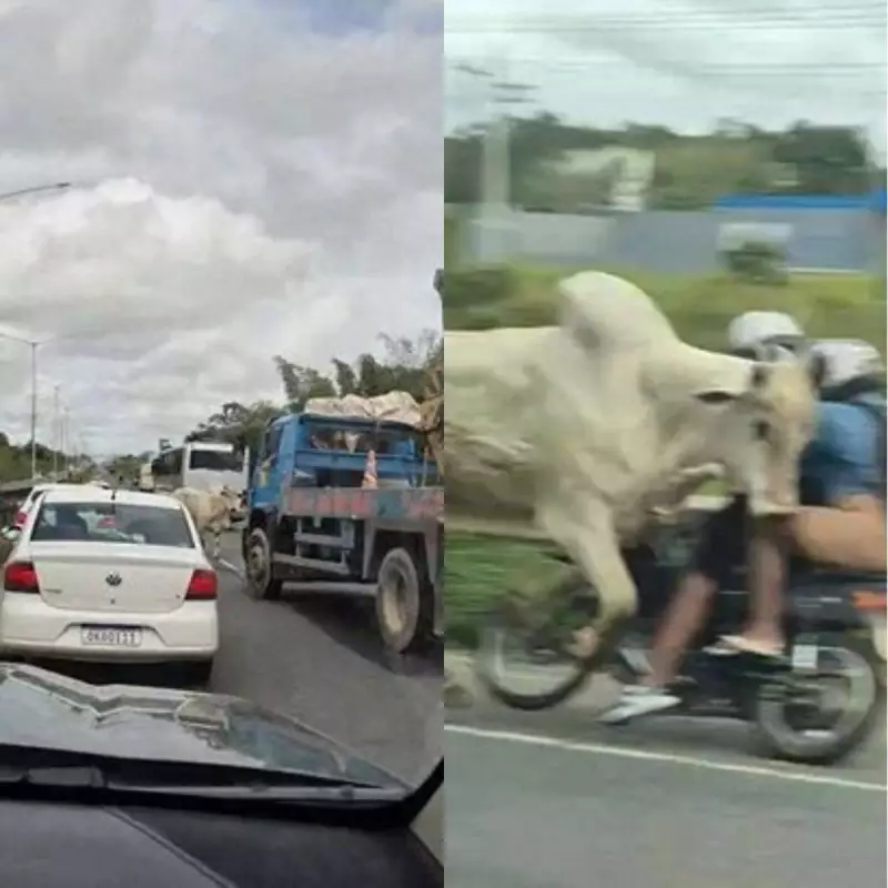 Boi invade BR-324, derruba casal de moto e causa pânico em Valéria