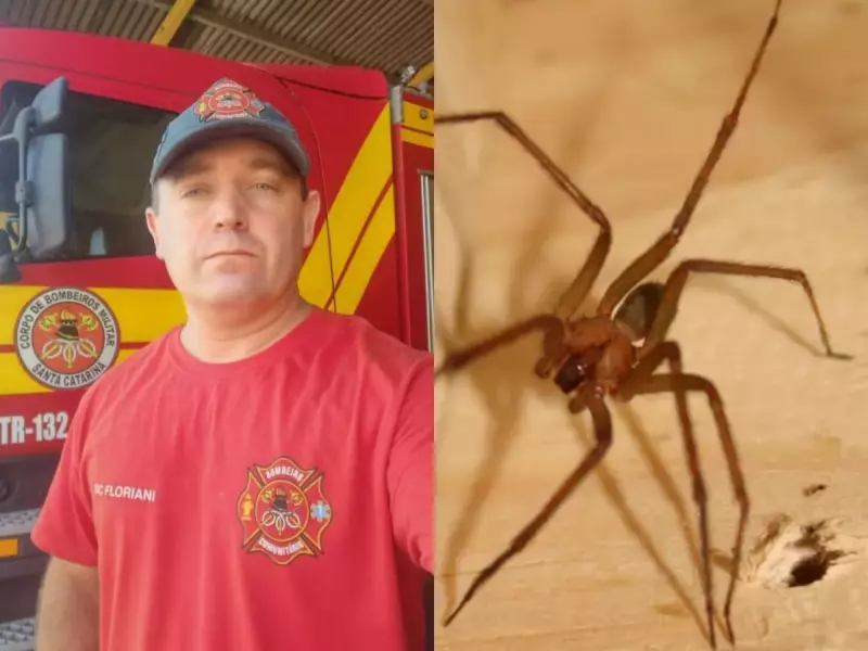 Bombeiro de SC morre após picada de aranha: entenda os riscos e como se proteger