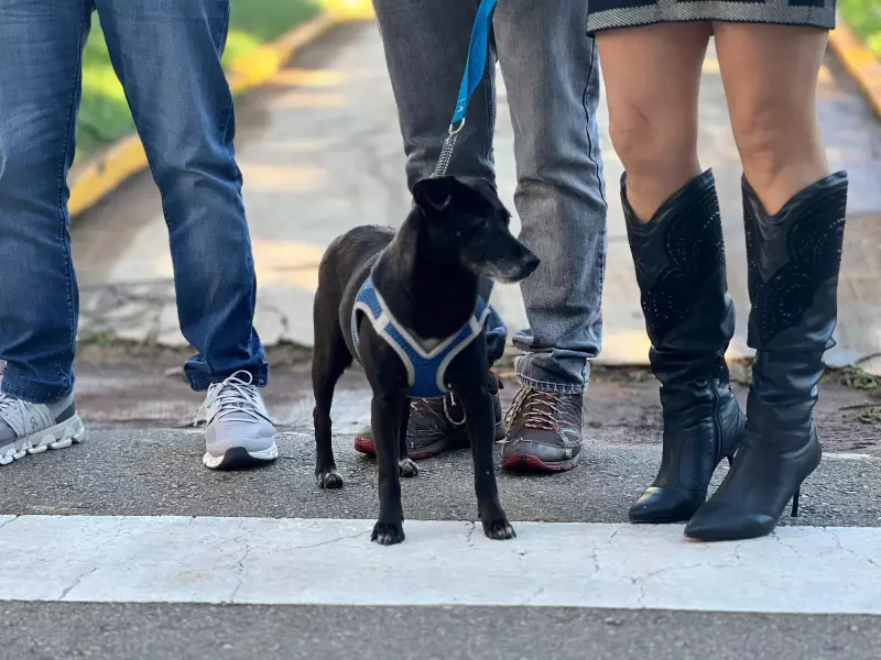 Bragança Paulista lança campanha inovadora para incentivar lar temporário de animais