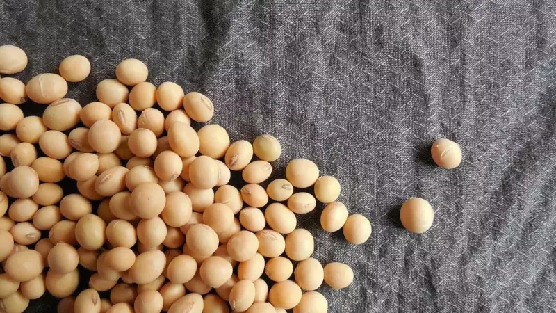 Brasil amplia uso de agrotóxicos na soja, liderando produção global, aponta estudo