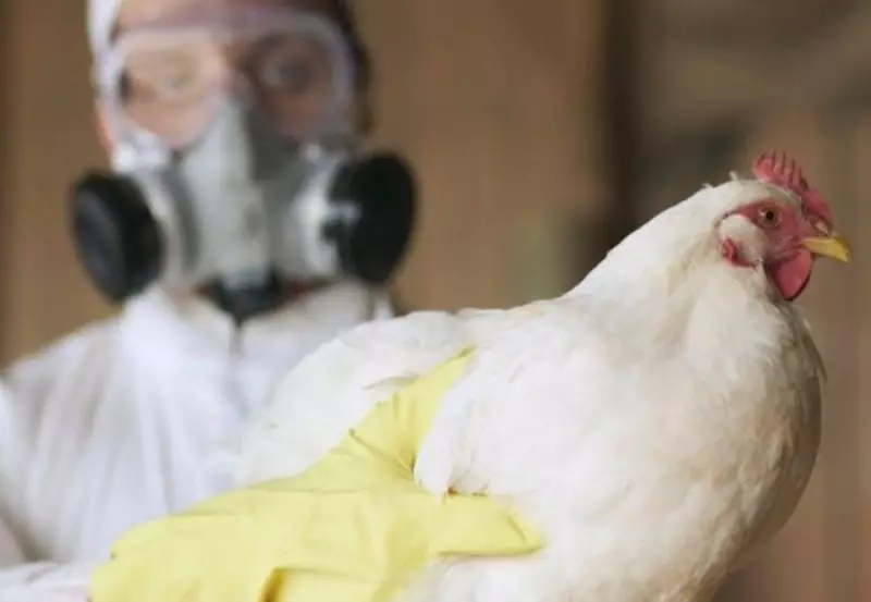 Brasil é declarado livre da gripe aviária após 28 dias sem novos casos em granjas