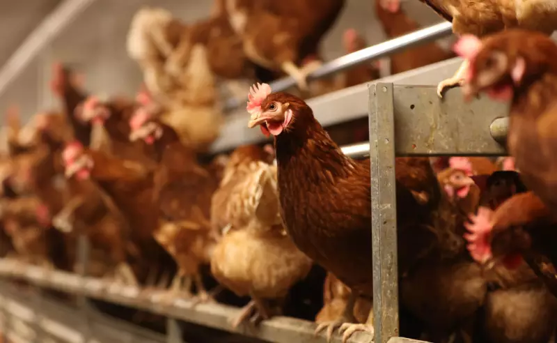 Brasil está prestes a declarar-se livre da gripe aviária após período de vazio sanitário