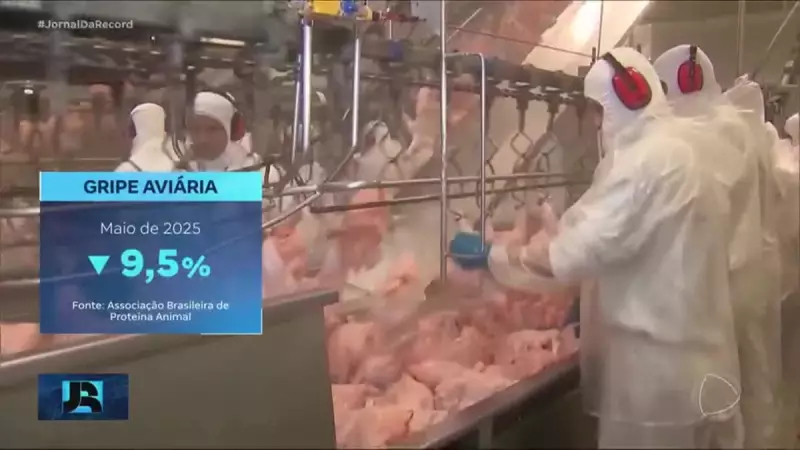 Brasil recupera status de país livre da gripe aviária após cumprir vazio sanitário