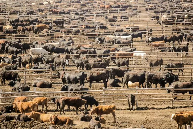 Brasil supera média global e avança 24% na produção de ração animal em 2024