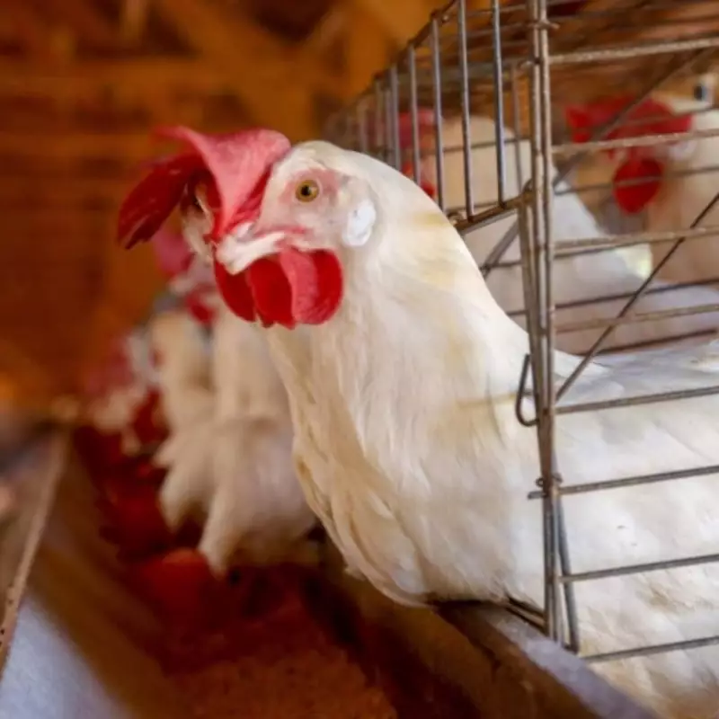 Brasil volta a exportar carne de frango para o México, mas Rio Grande do Sul fica de fora