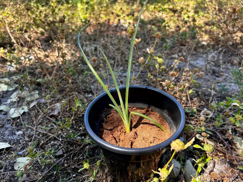 Bromélia ameaçada de extinção é reproduzida em laboratório e reintroduzida na natureza no Tocantins