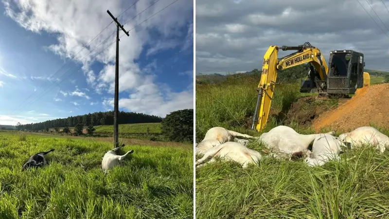 Cabo de alta tensão cai e mata vacas e bezerros em fazenda no Espírito Santo