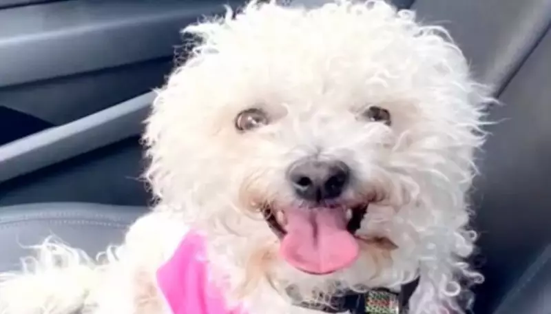 Cachorra dada como morta há 4 anos reaparece e emociona família na Flórida