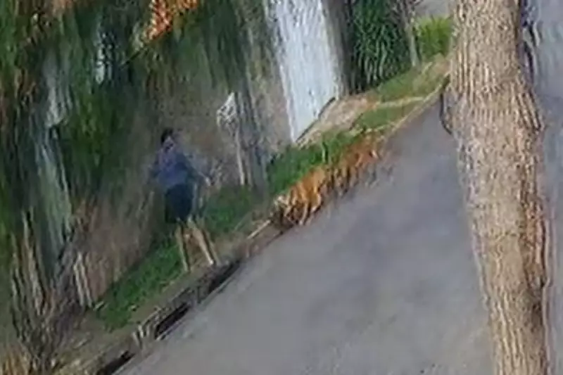 Cachorra é atacada por dois Pitbulls em Monte Mor: vídeo chocante circula nas redes