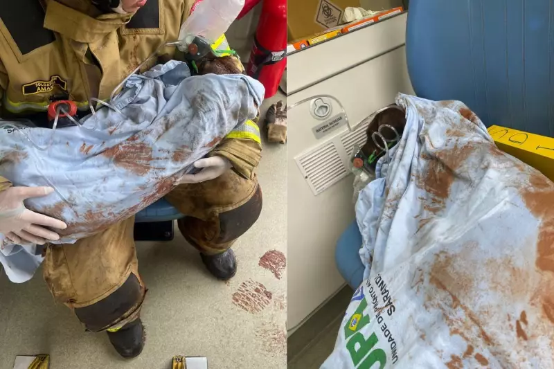 Cachorra é resgatada por bombeiros após tutor causar incêndio acidental em casa no Paraná
