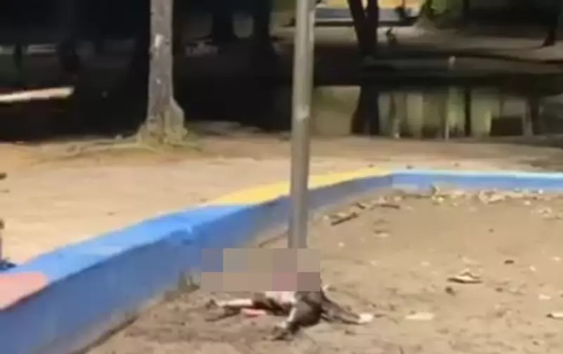 Cachorra morre eletrocutada em parque infantil de Olinda: tragédia alerta para riscos urbanos
