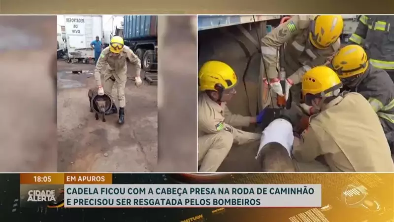 Cachorra tem cabeça presa em roda de caminhão e é salva por bombeiros em Brasília