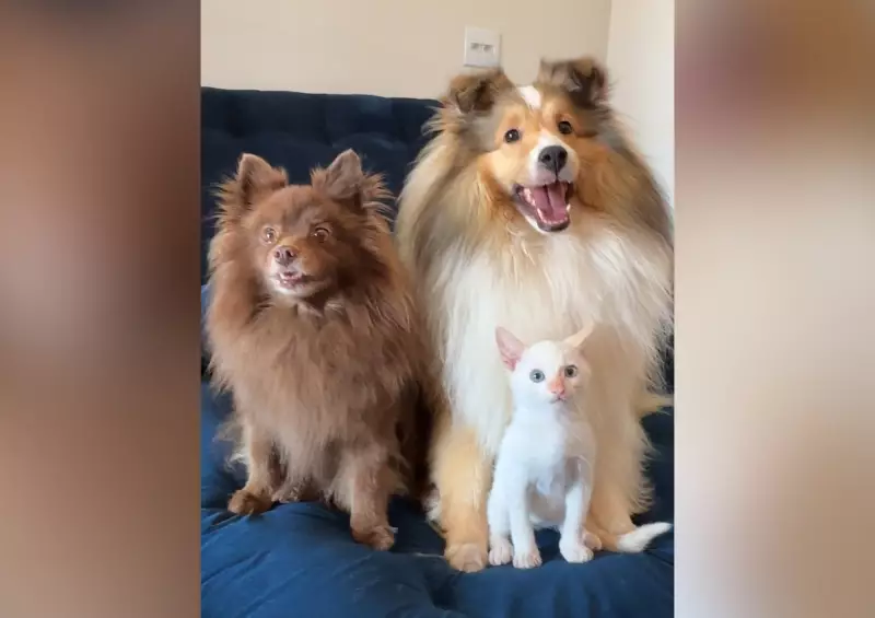 Cachorras adotam filhote de gato e família vira sensação nas redes sociais: 'Inseparáveis', diz tutora