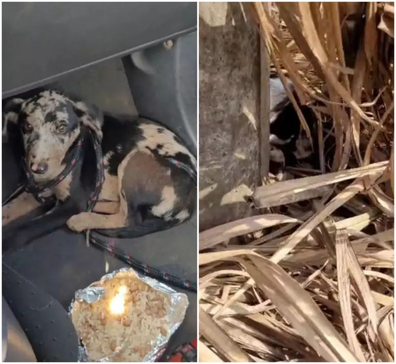 Cachorrinha abandonada em canavial é resgatada por veterinário no interior de SP