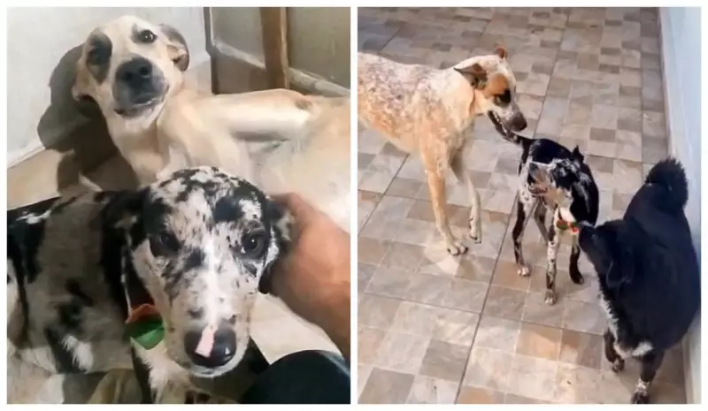 Cachorrinha abandonada em canavial encontra amor e lar no interior de SP