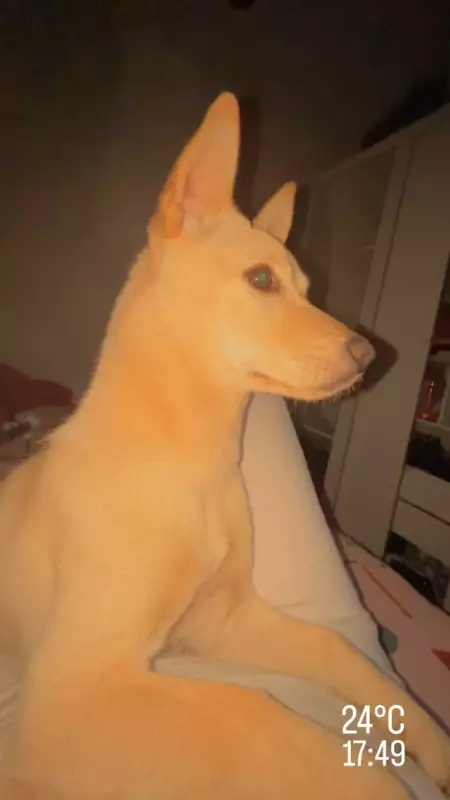 Cachorrinha vira sensação ao supervisionar dona durante extensão de cílios; vídeo viraliza