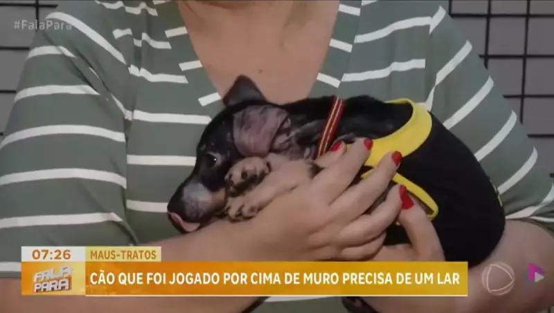 Cachorrinho vítima de maus-tratos busca um lar amoroso no Barreiro, PA
