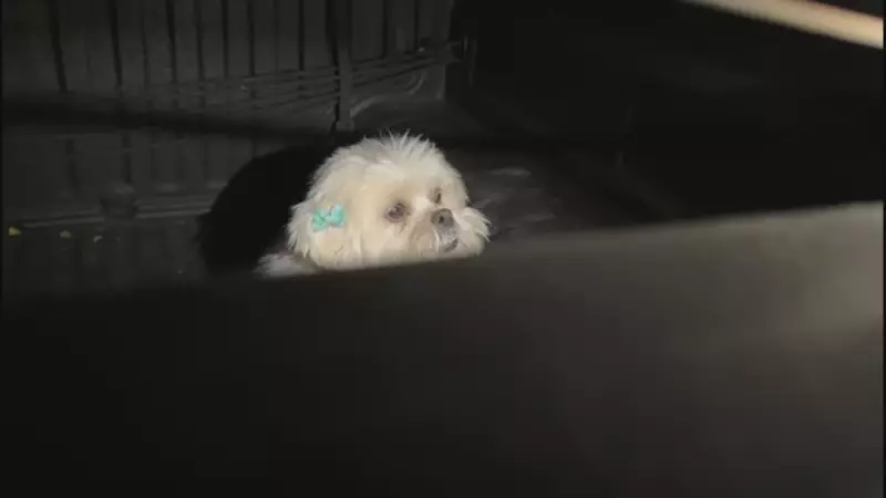 Cachorro abandonado dentro de carro por mais de 3 horas no Parque da Cidade, em Brasília: veja o vídeo