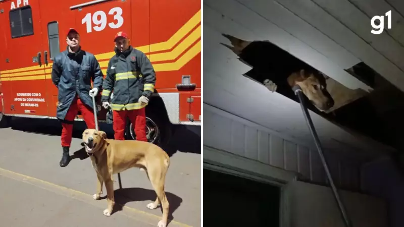 Cachorro Caramelo cai em forro de casa em Marau: veja o resgate emocionante!