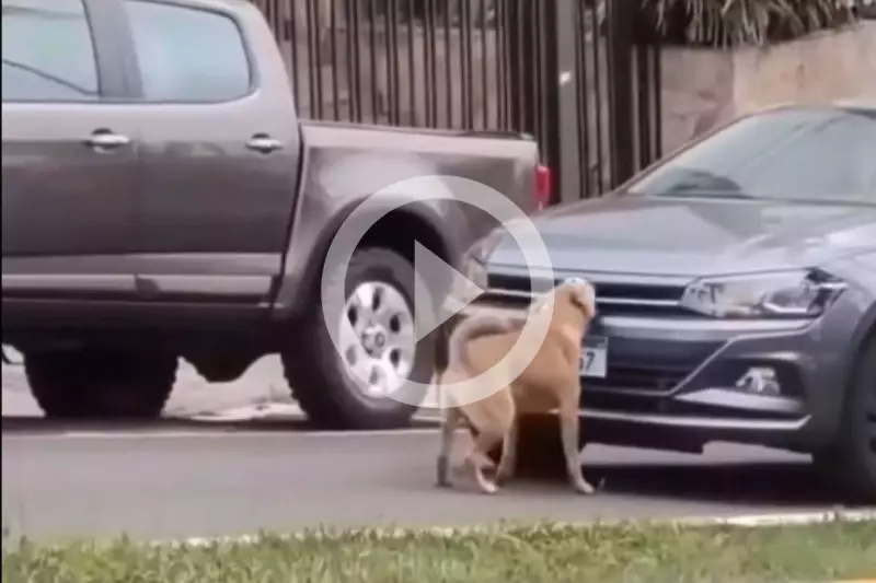 Cachorro 'caramelo' vira herói inusitado ao parar trânsito e negociar com policial em SC