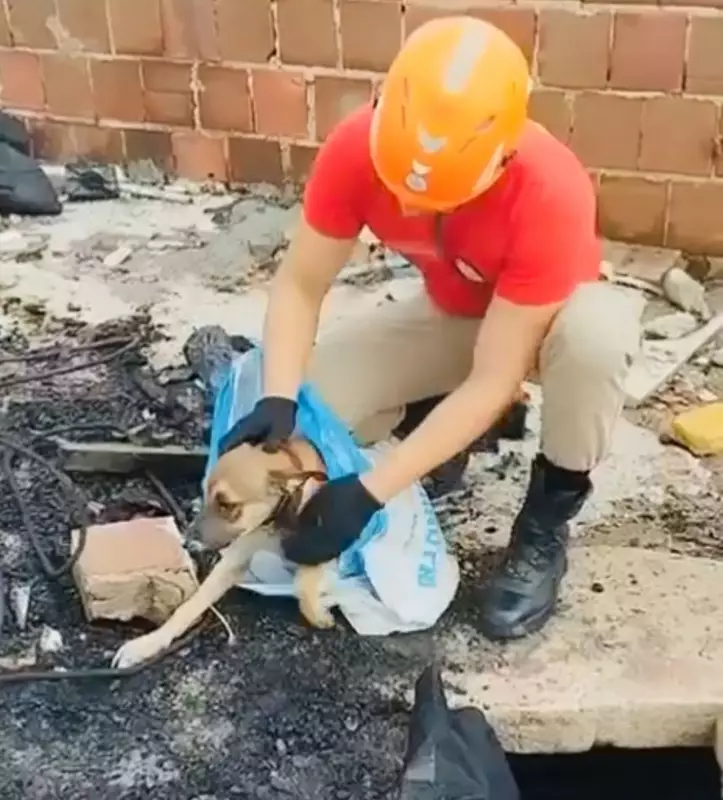 Cachorro é resgatado de poço por bombeiros em João Pessoa: veja o vídeo emocionante!