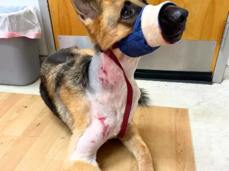 Cachorro enfrenta jacaré e sobrevive após ser arrastado para lago — Veja o vídeo!