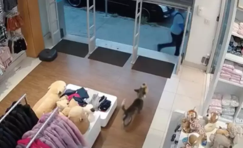 Cachorro entra em loja e 'rouba' ursinho de pelúcia em Divinópolis; vídeo viraliza