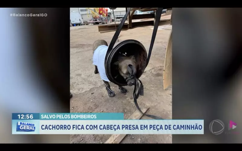 Cachorro fica com a cabeça presa em peça de caminhão em Goiás — veja o resgate emocionante!