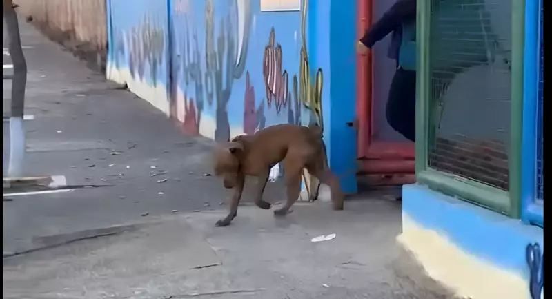 Cachorro invade escola em Betim e deixa quatro alunos feridos: veja o que aconteceu