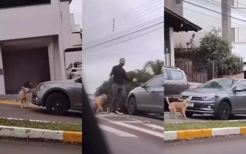 Cachorro 'policial' bloqueia viatura em SC e vídeo viraliza: "Ele me enquadrou!"