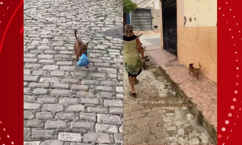 Cachorro que carrega própria ração viraliza no interior da Bahia: veja o vídeo fofo!