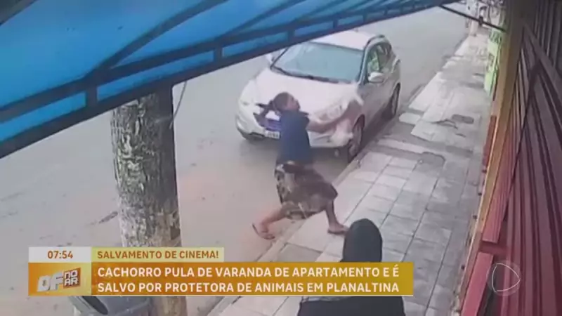 Cachorro salvo após pular de varanda em Planaltina: heroísmo de protetora emociona