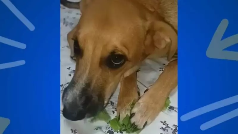 Cachorro vegano Caramelo encanta ao se deliciar com chicória em vídeo fofo
