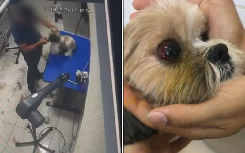 Cadela é agredida durante tosa em Aparecida de Goiânia: vídeo choca nas redes